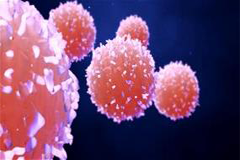 blood-cancer-240x160