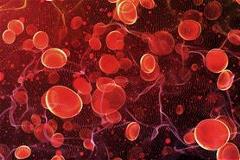 red-blood-cells-travel-artery-240x160