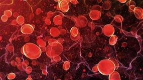 Red blood cells travel artery